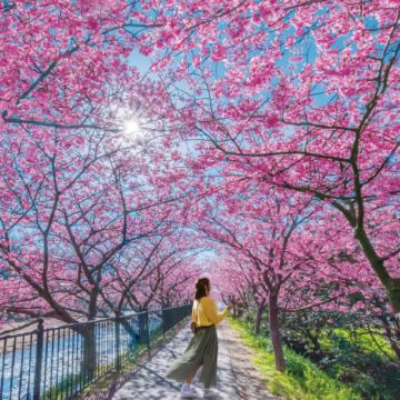 东京伊豆赏樱一日游【可选9人小团上门接送|赠观海列车票】