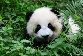 成都熊猫繁基地+乐山大佛一日游【2-8人独立团+纯玩含门票】【[私家独立团]精选驾驶经验丰富的专业司机，成都三环内免接送，1v1管家式服务，行程安排自由，让您省时】