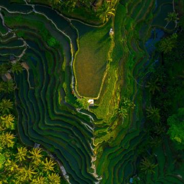 探索乌布：全包式行程——猴林、梯田、瀑布等景点一网打尽