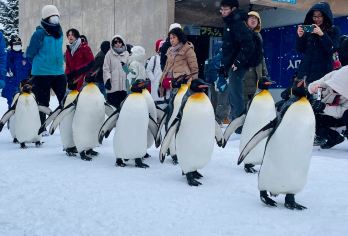 日本札幌往返旭川富良野美瑛/可小樽登别北海道多日-精选【包车一日游，解锁旅行新方式！独立车辆配备经验丰富的老司机，为您量身打造专属行程。】