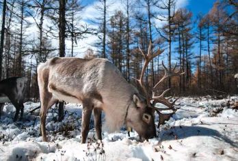 雪乡+亚布力户外雪上项目体验+大秃顶山+十里冰雪画廊一日游【雪乡+亚布力+独立包车自由行,亚布力本地旅行社，纯玩无购物】