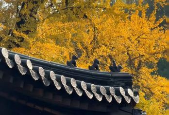 【私家团】少林寺一日包车游丨一车一团【[大咖讲解]持证老导游坐镇，深掘中原人文景点里的故事，让您的探访远超期待；】