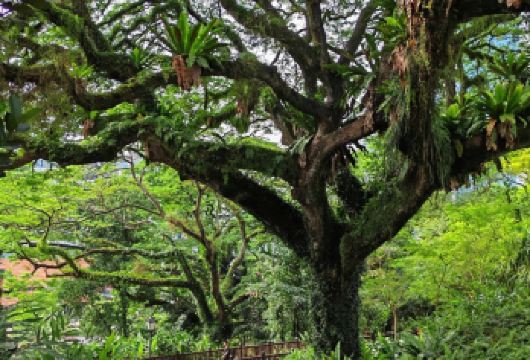 新加坡网红打卡地-福康宁公园-旧禧街警察局等【市区上门接送】【专属线上管家服务+当地华人司机，给您专业的服务保障】