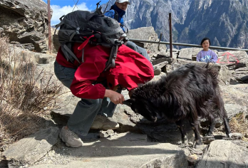 中虎跳+虎跳峡【悦享•徒步专线拼车|可选丽江/香格里拉接送】【专线车到点发车，丽江四个发车点，香格里拉两个发车点，单人可定，每日发车】