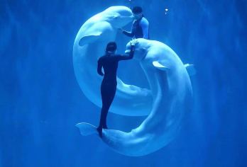 冰雪大世界+极地馆+虎林园+太阳岛一日游【精品私家小团】【私密出行-景区私家mini团-尽享轻奢体验】