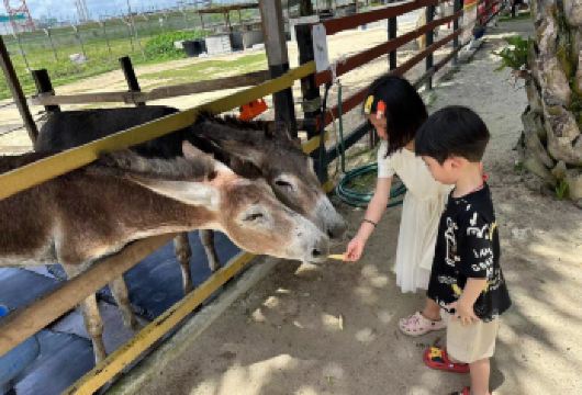 柔佛迪沙鲁包车一日游 | 新山出发【行程可调整+中英司机】【独特体验，全家共享 探索热带水果园，与羊驼互动、挑战四驱车，满足大人小孩的不同兴趣，让旅程充满惊喜！】