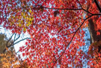 栖霞山一日游【中国四大赏枫胜地-赏红枫银杏】【低于12人活动自动取消（只能原额退款或改其它同期成团线路，不做任何赔偿）】