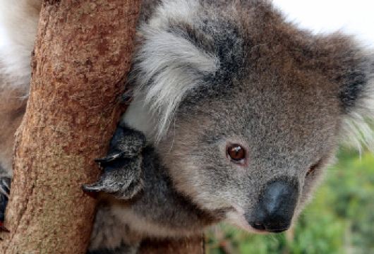 墨尔本蒸汽火车+希尔斯维尔野生动物园+亚拉河谷一日游中英双语【世界上保存完好的蒸汽火车之一，特色百年复古蒸汽 火车，体验满满历史感交通工具。】
