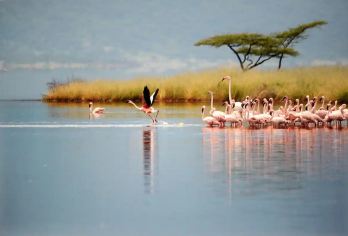 肯尼亚内罗毕国家公园+奈瓦沙+东非大裂谷/动物王国【内罗毕国家公园在肯尼亚内罗毕市中心以南8公里处，A104国道西侧，有一处120平方公里的热带草原和林】