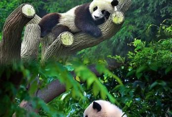 成都大熊猫繁育研究基地 -宽窄巷子-锦里古街一日游【行程景点可调，可定制多日行程】