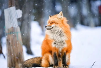 宫城藏王狐狸村&银山小团一日游 宫崎骏童话世界，千与千寻汤屋【在独一无二的狐狸森林-藏王狐狸村里邂逅一场唯美的森林奇缘】