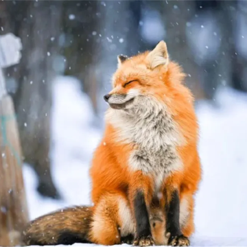 宫城藏王狐狸村&银山小团一日游 宫崎骏童话世界，千与千寻汤屋
