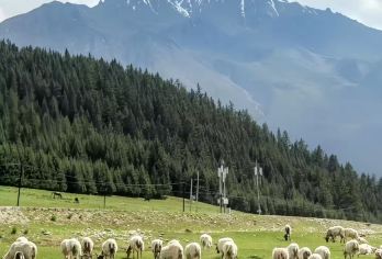 祁连峡谷+祁连草原+岗什卡雪峰一日游（可付费送回西宁/兰州）【远离喧嚣的自然景观】