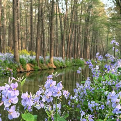 泰州兴化千垛景区+李中公园包车游【扬州出发，水上油菜花】