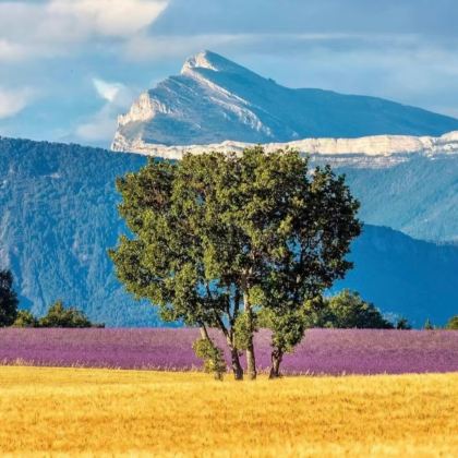 法国普罗旺斯薰衣草+圣十字湖[马赛往返 中文司导]