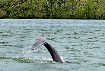 古晋海豚观赏＋红树林船游之旅（含午餐）【沿着风景秀丽的山都望水域航行，这里是砂拉越州观赏珍稀伊洛瓦底江豚和探索丰富红树林生态系统的好地点。邂逅丰富多样的野生动物，如果运气好的话，还能瞥见江豚和印度太平洋驼背海豚。行程包含往返酒店接送服务，让您轻松无忧。】