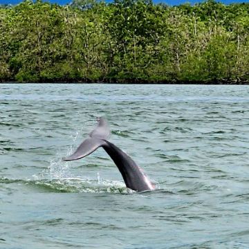 古晋海豚观赏＋红树林船游之旅（含午餐）