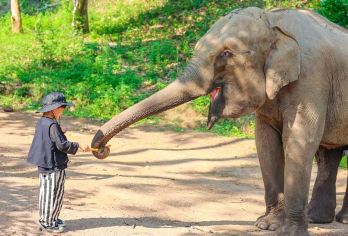 野象谷+原始森林一日游/2-6人小团/市区酒店上门接/晚出发【[服务升级]专属司机多年安全零事故，24小时管家客服服务】
