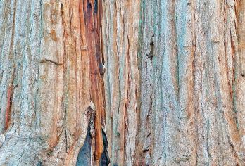 美国旧金山往返优胜美地+美洲杉-包车-精选【专属客服和本地中文司机，一家一团包车】