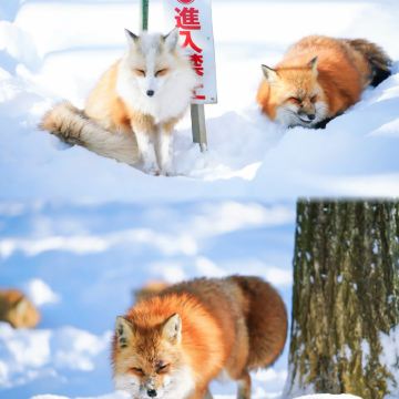 仙台精华漫游：藏王连峰·银山温泉·狐狸村一日畅玩
