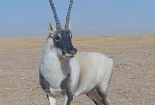 【赠送氧气】可可西里+玉珠峰+无极龙凤宫+可可西里雪山观景台【[拼车纯玩]2-8人小团，随走随停随拍，当天酒店/市区火车站接送，亲子产品，诚信经营】