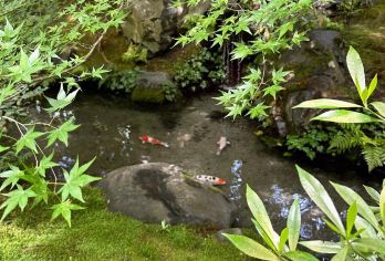 日本京都-琉璃光院-三千院-贵船神社-岚山-红叶巡礼+红叶季【专业行程定制，精选热门景点，高效游玩不走回头路，贴心服务保障，轻松】