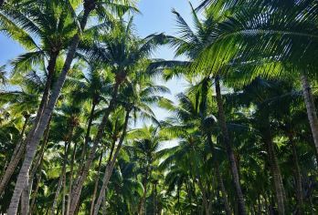 天涯海角-大东海-小东海赶海【1单1团·纯玩·专车】【1单1团·纯玩·中文专车】