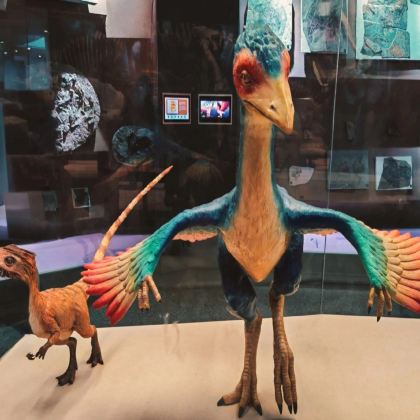 上海自然博物馆2H深度讲解|可选含票套餐|无线耳麦|精品小团