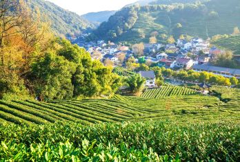 杭州漫步：西湖-梅家坞-三分叉-龙井村 多语种导游一单一团R【江南杭州城CityWalk，全程中英俄德西意韩日导游讲解】