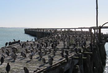 基督城+奥马鲁观小蓝企鹅一日游【基督城出发[奥马鲁观蓝企鹅+白石小镇+中文司导]】