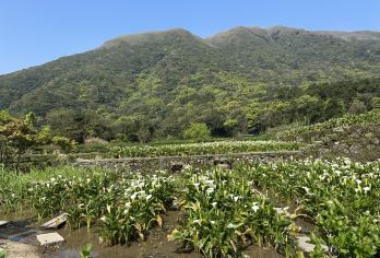 台北：阳明山国家公园半日游【参加日游，探索阳明山国家公园的自然美景 参观著名的萧油坑，这是一处火山后地质景观。 欣赏竹湖和花钟的迷人景色】