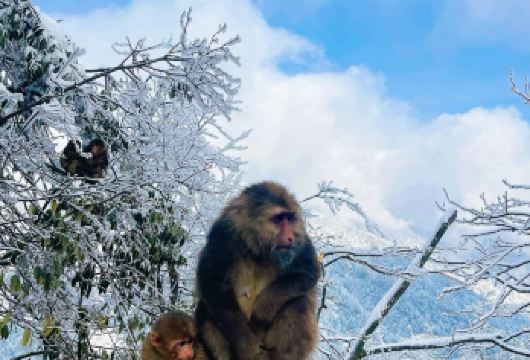 瓦屋山风景区一日游【赏冬季雪景、雪松雾凇、体验冰雪项目】【[纯玩保障]全程纯玩·无购物+旅游意外险，正规旅游大巴，保证一人一座，旅游意外险】