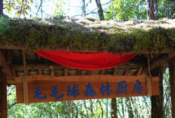 高黎贡山南段西支线毛毛球原始森林5公里轻徒步+毛毛球森林厨房【下车直达毛毛球原始森林，不需要走枯燥的路线[山里面没有信号，磁场混乱测量工具不准]】