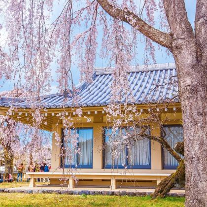 日本京都周边醍醐寺+正寿院+背割堤一日游【不含门票】