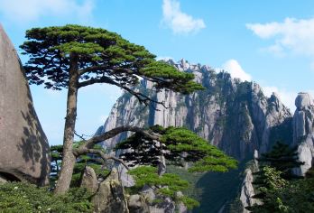 黄山风景区一日游｜免排队换乘直达索道口·导游陪爬·市区接送【[精致纯玩]导游陪同上山，大IP一个不少，不走回头路！不进任何购物店，把时间留在景区！】