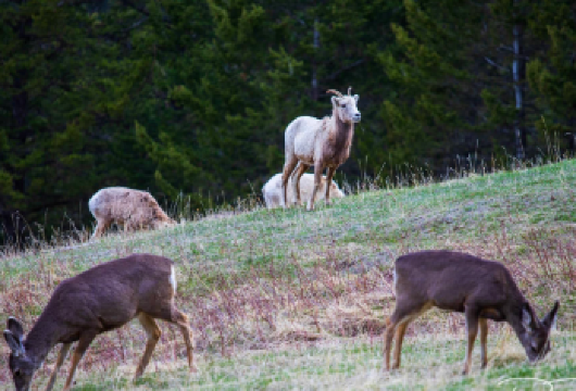 加拿大卡尔加里-班夫国家公园一日游【中文专车-惬意舒适】【中文专车出行，行程自己定义，无需等待，专属贴心服务，尽享惬意旅程】