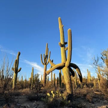 美国凤凰城-往返-巨人柱国家公园-包车-精选