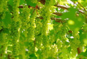 【小团游】沙漠+火焰山万佛宫+葡萄沟【全景慢游沙漠】