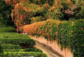 梅州包车9小时一天游/雁南飞茶田景区+灵光寺+叶剑英纪念园【经典路线客家韵，一日读懂梅州情。】