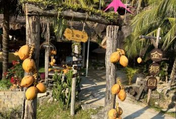 石梅湾摘椰子 随到随玩 现摘现开饮 椰林参观 新鲜天然椰青水【ins风金椰园 摘椰子的同时可打卡出片！】