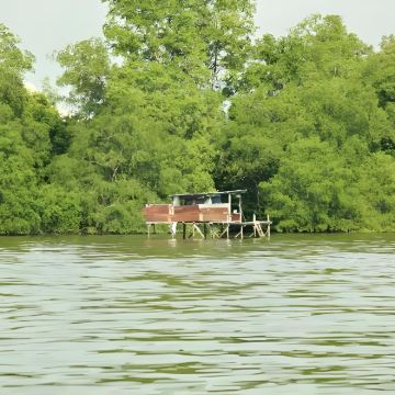 文莱  河生态红树林+长鼻猴一日包车游(港口接送）