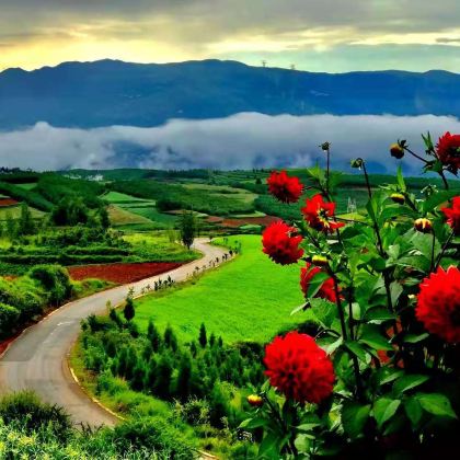 【8人小团】东川红土地纯玩一日游丨网红爷爷合影丨千年老龙树