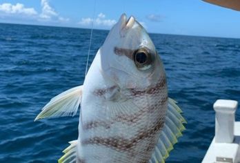 双月湾快艇包船出海海钓/夜钓鱿鱼 提供鱼饵渔具 专业船长带领【·免费提供所需设备现场无任何二次消费】