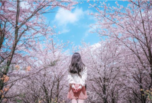 贵州安顺贵安樱花园一日游【8人小团 上门接送 游玩攻略】【[深度游玩：7小时畅游樱花园]全天深度游玩樱花园，春风送礼，赴春天之约】