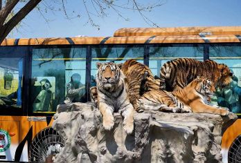 冰雪大世界+虎林园+太阳岛+圣索菲一日游【私家团司机兼向导】【私密出行-2-6人mini团-尽享轻奢体验】