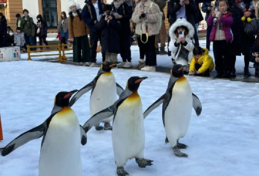 日本小樽登别天狗山朝里船见坂/可札幌富良野美瑛北海道包车精选【包车一日游，解锁旅行新方式！独立车辆配备经验丰富的老司机，为您量身打造专属行程。】