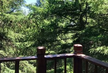 【线路上新】大同出发苏木山森林公园一日游|一车一洗|时间自由【[车辆升级]行程用车为五座比亚迪秦 比亚迪元等车型，干净卫生无异味，与臭车说拜拜】