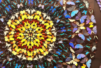 【精品小团/私享包团】上海自然博物馆人工讲解+耳麦+亲子优选【[资深导游]严选5年以上资深导游，深度讲解！】