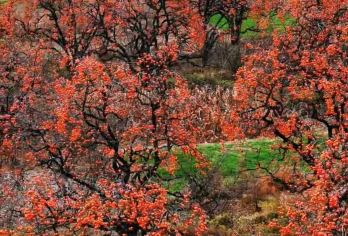 罗店村网红柿子林+彬县大佛寺【精品小团】看万亩火红*柿柿如意【西安三环内上门接送*专车出行，主打说走就走的旅行】