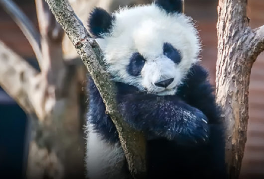 “bikego&大咖说”成都大熊猫基地+三星堆一日游-含门票【[双重体验]不只是逛景点，我们给您一整天有好故事听的人文之旅，为您高效解锁国宝熊猫和神秘古蜀三星堆。】